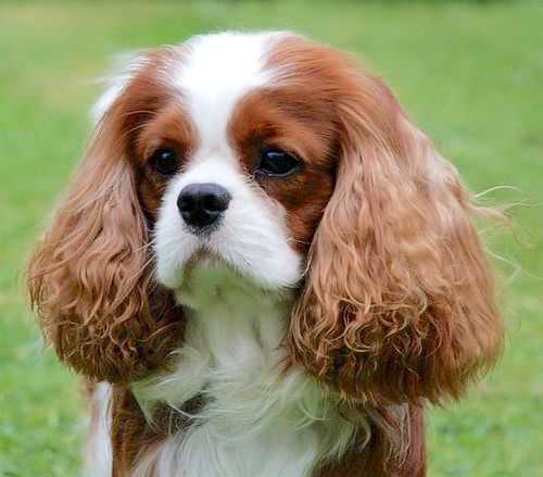 dog